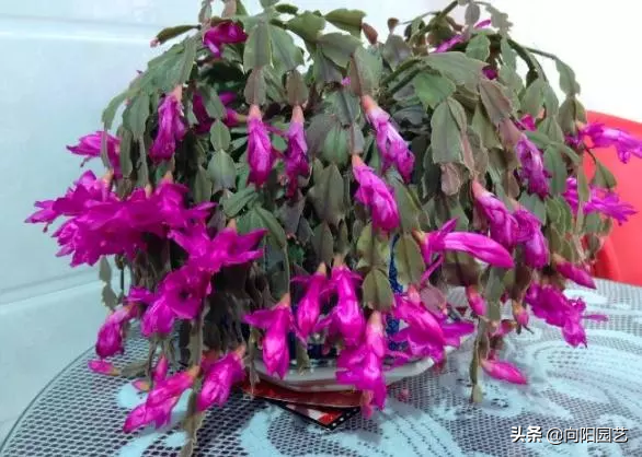 蟹爪兰的养护方法，蟹爪兰的日常养护方法（蟹爪兰养护要点）