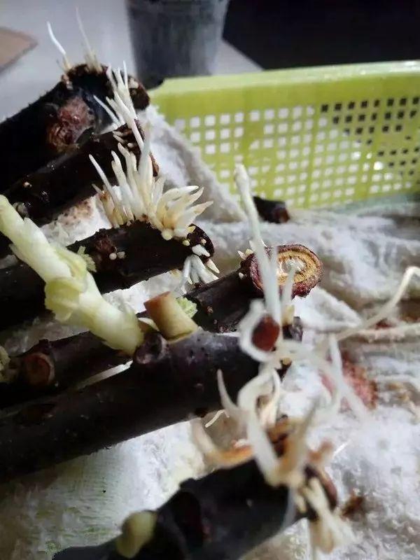 霸王花是火龙果的花吗，昙花、霸王花、火龙果花和令箭荷花的区别（奶奶把一根枝插土里）