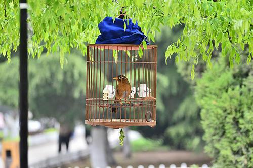 画眉鸟不叫有什么办法，画眉鸟不会叫怎么回事（让你的画眉成为最亮的崽）