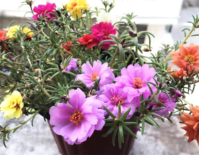 太阳花的花语是什么，太阳花花语是什么（太阳花的花语是坚韧勇敢）