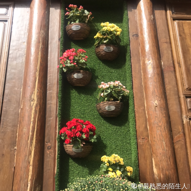 荷花有几种颜色，莲花有几种颜色分别是象征什么（1盆菊花售价1.2万）