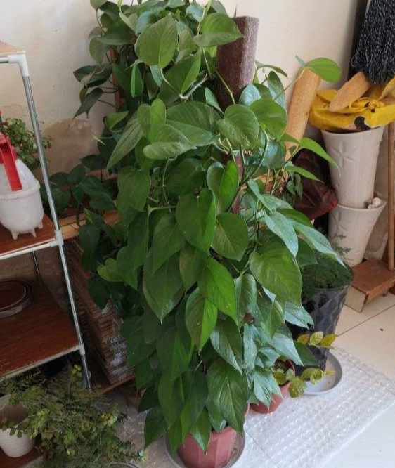 绿萝冬天怎么浇水，绿萝冬天怎么养（再冷也能绿到晃眼）