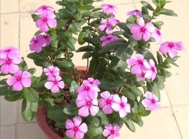 什么花四季都开，一年四季开花不断的花（5种漂亮的花）