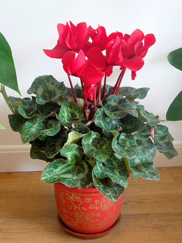 适合家里养的32种花，家里养什么花好（”家居盆花100种）