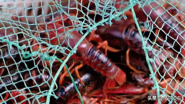 汉中板凳龙，板凳龙的寓意（一部关于汉中勉县的“大片”将在央视播出）