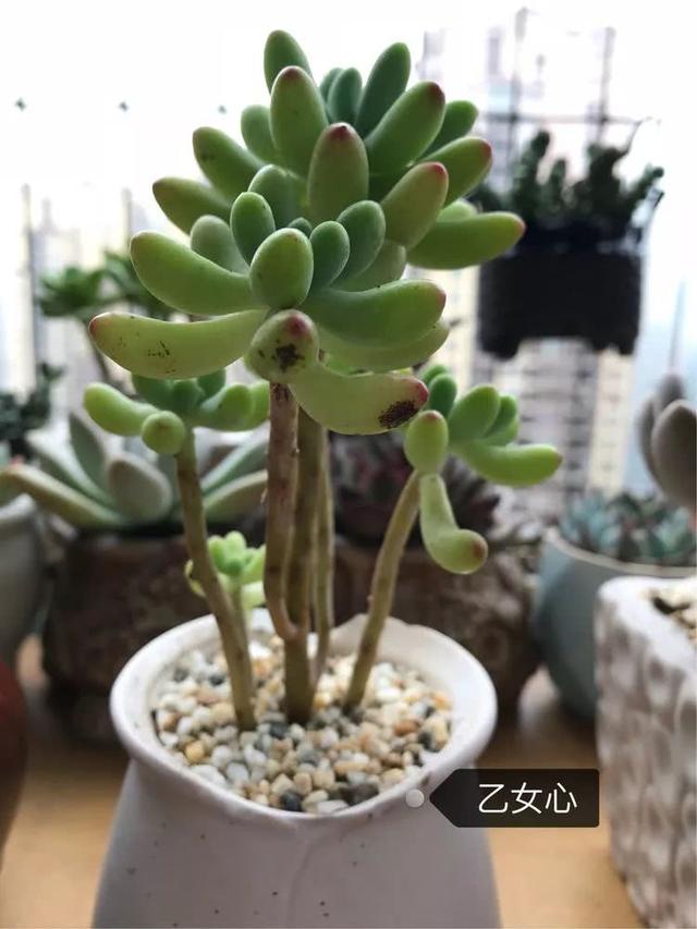 丸叶松绿怎么养，丸叶松绿的叶子可用来繁殖吗（养多肉，记名字，预防老年痴呆）