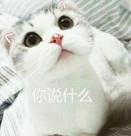 猫咪表情包大全图，可爱的猫咪表情包合集