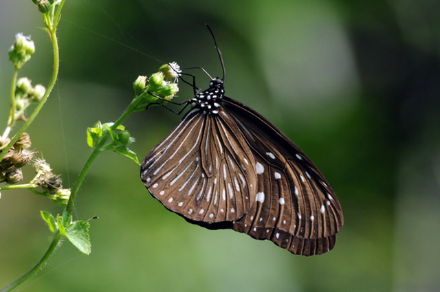 蝴蝶生活习性，蝴蝶王国（蝴蝶的生活环境和特点）