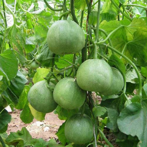 绿宝瓜的种植，绿宝甜瓜生长期种植技术