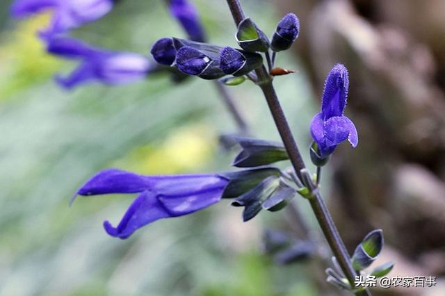鼠尾草的功效与作用，鼠尾草是什么（称是“一种能让人变美的植物”）