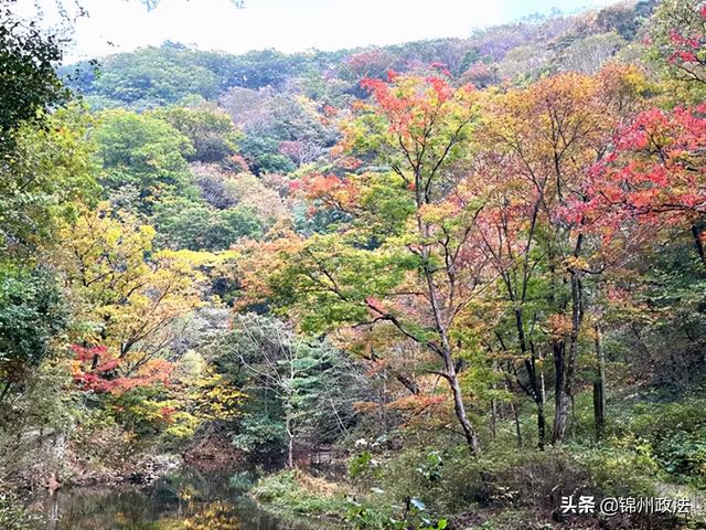 枫叶的特点，最佳观赏期还要等一等……（枫叶长什么样子）