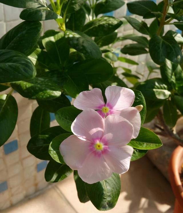 长春花的养殖方法和注意事项，长春花的养殖方法和注意事项长寿花