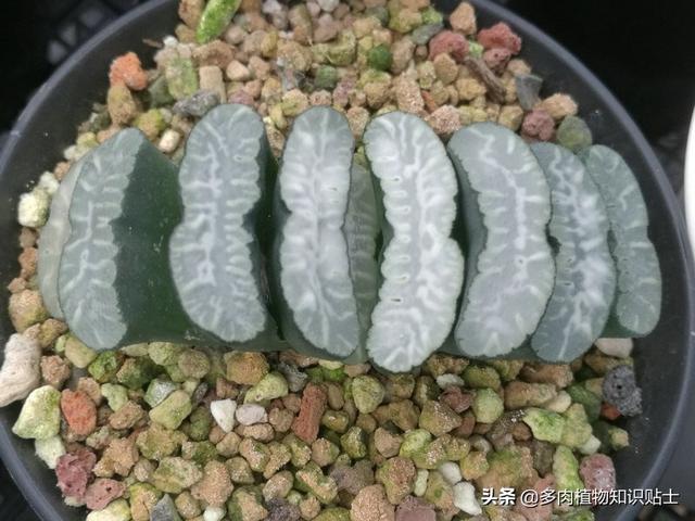 多肉玉扇最大能长多大，多肉玉扇好养吗（养了多肉植物五年）