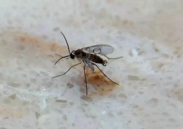 家里蛾子多怎么找源头，家里厨房蛾子多怎么找源头（莫名出现的小飞虫都哪里来的）