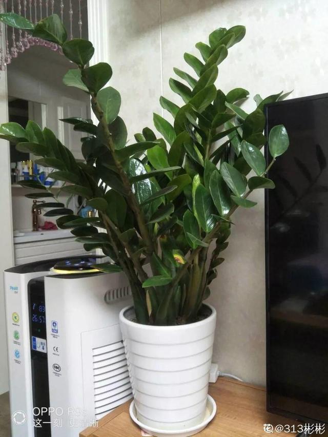 山药豆是什么，山药豆是什么样子的图片（挖出一把“山药豆”）