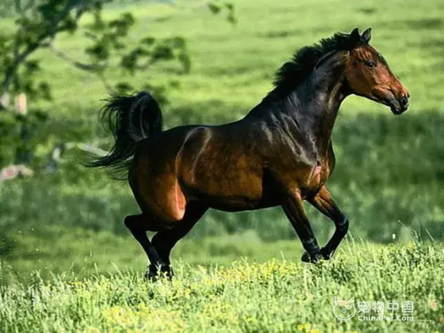 血统最高贵的马，血统最好的马（世界名贵马种）