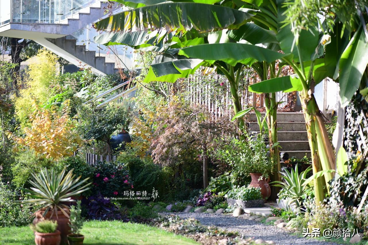 角堇一年开几次花，角堇一年生吗（一整面风车茉莉的花墙被拆掉了）
