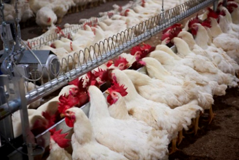 肉鸡常见的品种有哪些，常见的白羽鸡有这几种