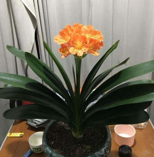 君子兰怎么养才能开花，君子兰一般养几年开花（不会养君子兰）