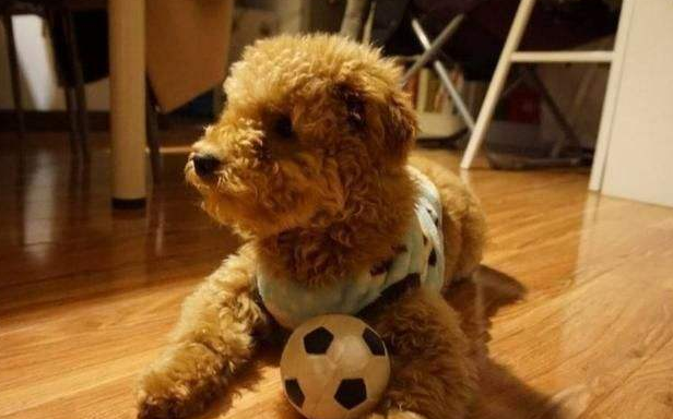 泰迪怎么训练，泰迪犬该如何训练