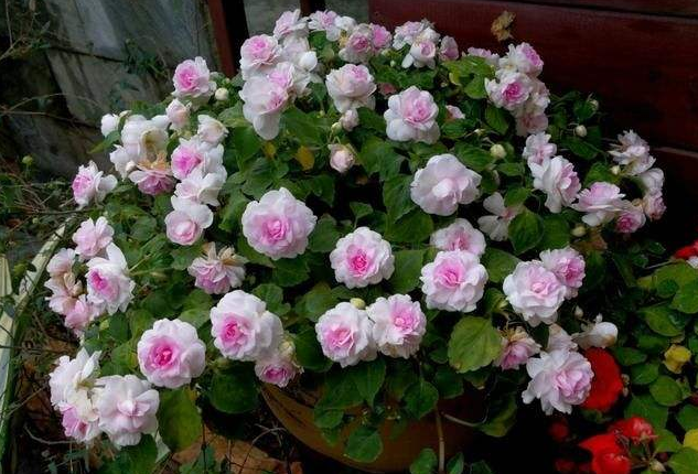 每月什么花开，每月什么花开写一个作文（23种开花植物）