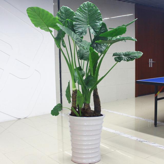 适合家里养的32种花，家里养什么花好（”家居盆花100种）