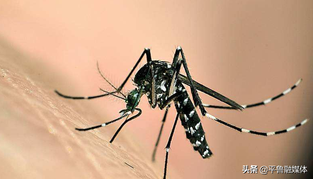不仅带来了闷热的空气,还有大量的蚊子,尤其是可恶的蚊子,整天在你