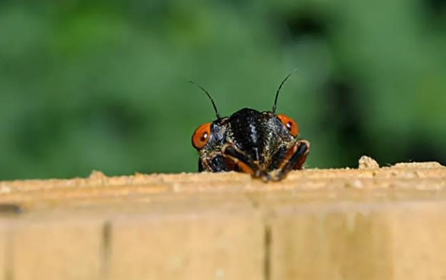 乌龟叫是怎么回事，养的小乌龟叫是怎么回事（为什么天越热，蝉叫得越厉害）