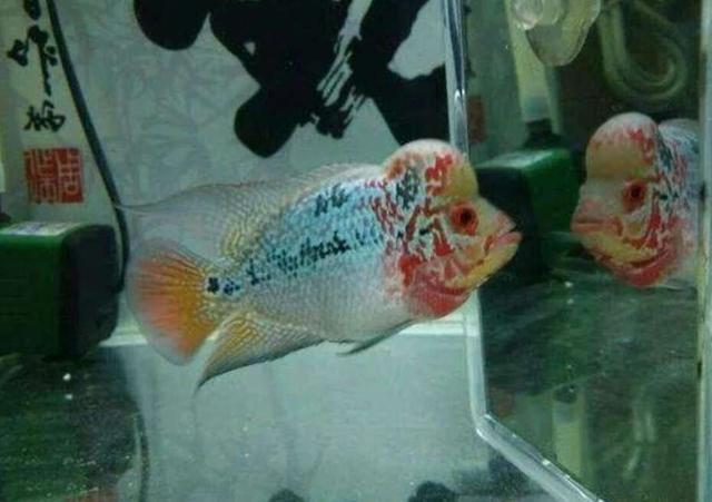 金鱼水霉病怎么治最快，金鱼水霉病的治疗方法（一句话搞定观赏鱼水霉病的治疗）