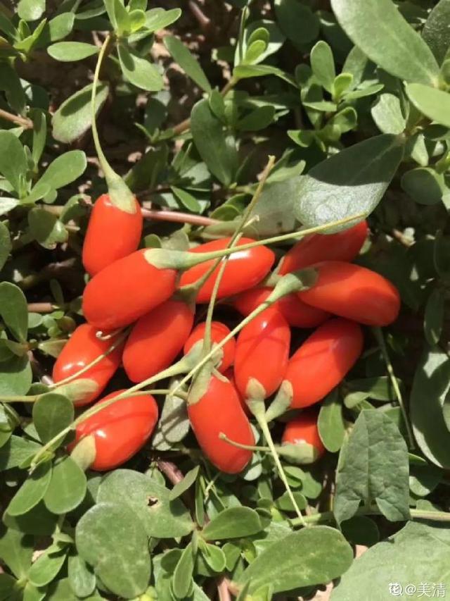 不锈钢盆可以放烤箱吗，烤箱里可以放不锈钢盆吗（10种花最养人）