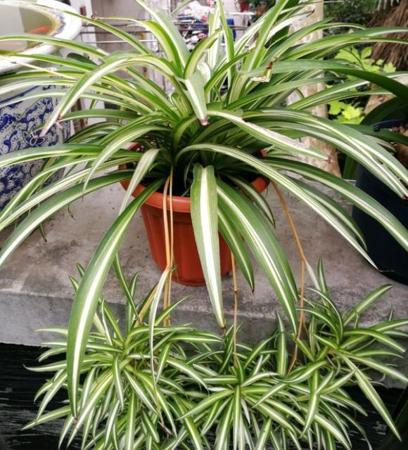 室内净化空气的植物，十大净化空气植物（5种盆栽都是宝）