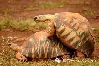 乌龟怎么交配，图解母龟交配的秘密