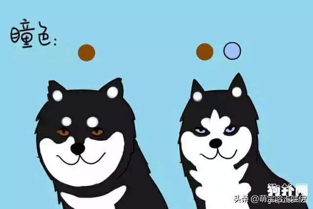 阿拉斯加犬和哈士奇，阿拉斯加犬跟哈士奇（阿拉斯加犬舍）