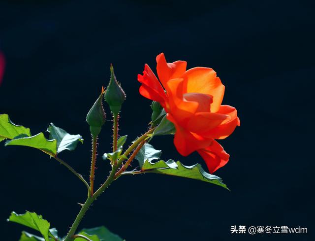 带刺的玫瑰花图片，玫瑰花带刺的品种（摄影#图片：多彩的刺玫瑰花…）