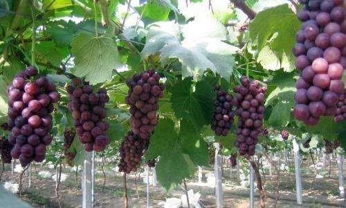 葡萄大棚，这样搭建大棚种植葡萄（葡萄大棚图片）