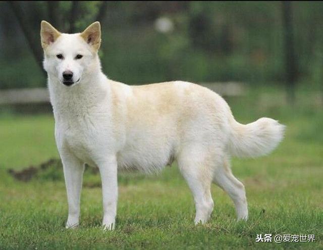 迷你贝吉格里芬凡丁犬多少钱 贝吉格里芬凡丁犬适合家里养吗