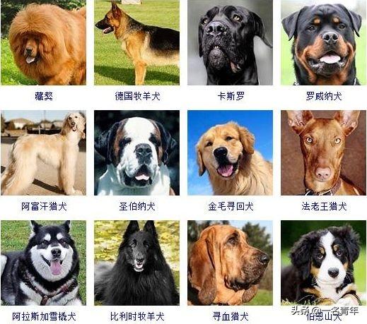 还不知道你家狗狗属于什么体型犬吗？几乎齐全了