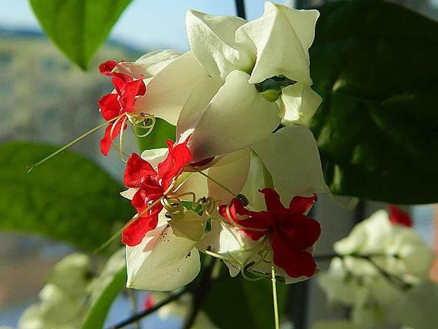 龙吐珠鱼，这花会吐小珠子（龙鱼吐珠的寓意）