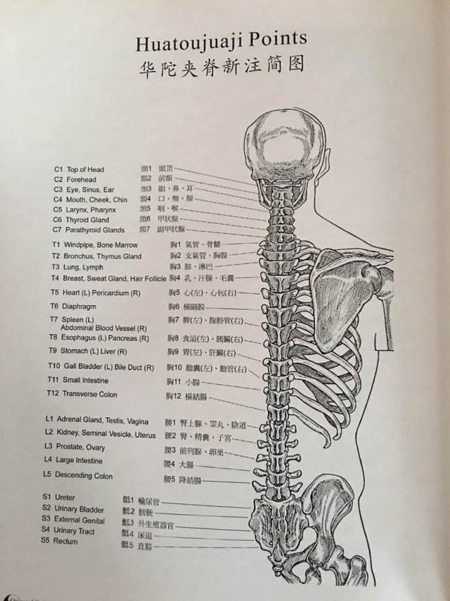 各脏腑的背俞穴，华佗夹脊穴与背俞穴有哪些不同