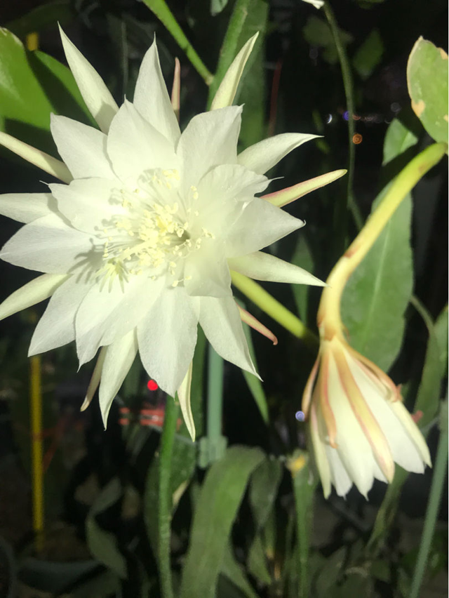 昙花（昙花花语），这4种花却在悄悄争奇斗艳（昙花的花语和象征）