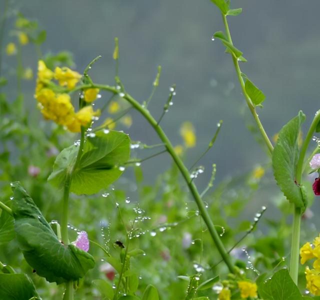 春雨像什么一样落下来（优秀小学生作文欣赏）