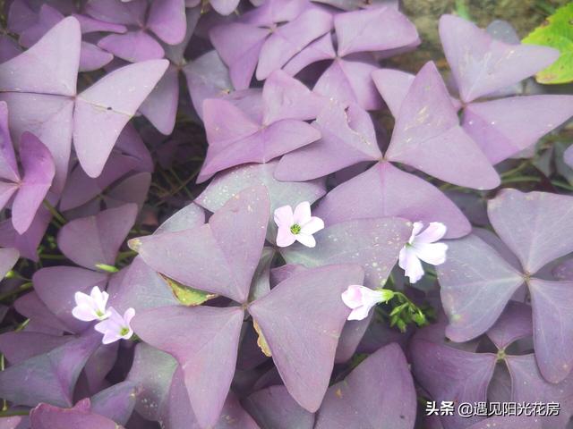 三角紫叶酢浆草，盆栽养护紫叶酢浆草（三角紫叶酢浆草的养殖方法和注意事项）