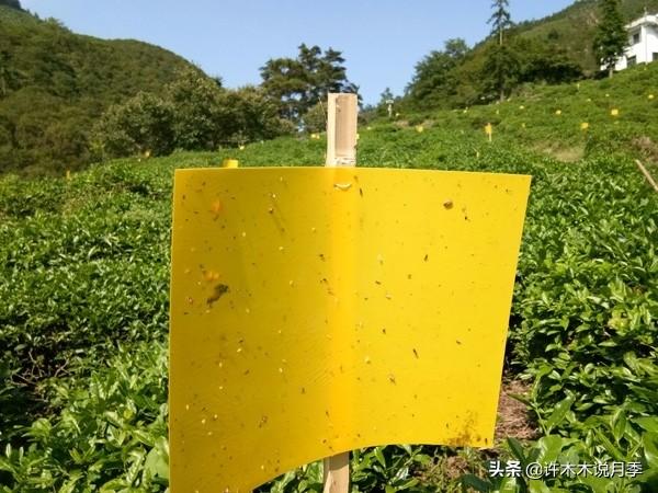 月季常见病虫害及防治方法，月季的病虫害防治（十二种月季常见病害防治教程）