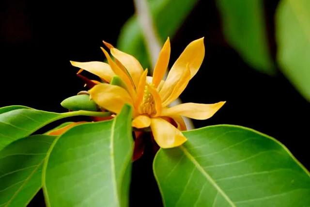 黄兰  黄兰图片,黄桷兰黄叶的原因和处理办法(黄葛兰树图片)