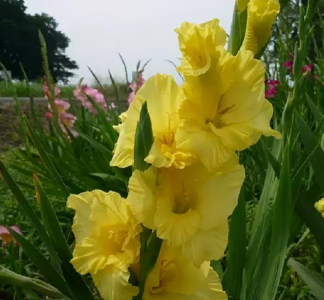 世界上有多少种花，世界上有多少种花?分别是什么（100幅美丽的花儿，赏心悦目）