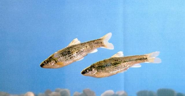 淡水观赏鱼种类，淡水观赏鱼的种类大全！（中国淡水观赏鱼图集<一>）