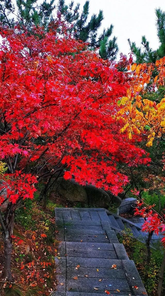 满山红叶似彩霞，阿宝歌曲大全（山东最全赏红叶地图来了）