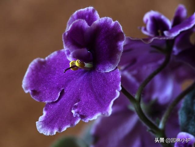 蔷薇适合送给什么人，蔷薇适合送给什么人看（盘点代表暗恋花语的10种花卉）