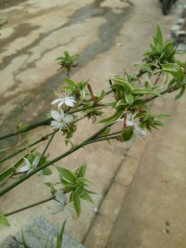 青叶吊兰的养殖方法和注意事项，青叶吊兰什么时候栽培呢（吊兰经常开花的几个技巧）