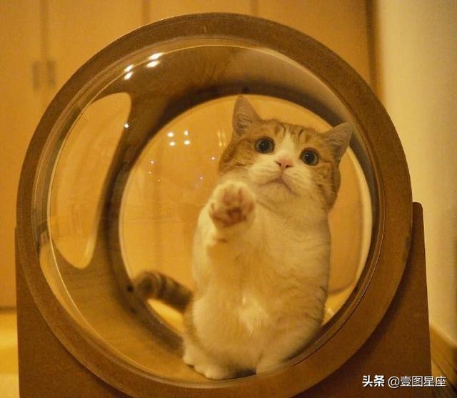 双子座的守护星，双子座的守护星座有（水星守护着双子座和处女座）